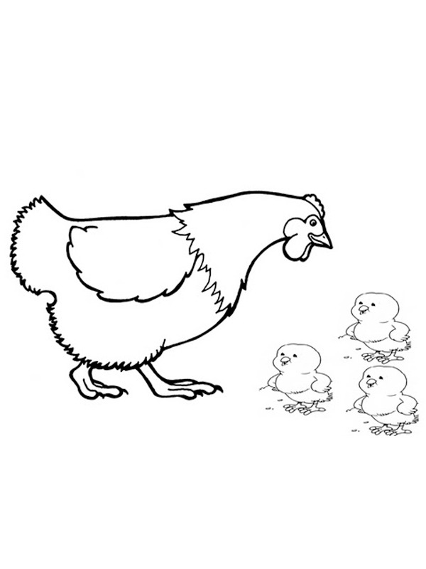 Kura kolorowanki